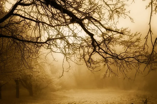 Baumallee im goldenen Morgennebel