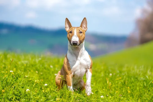 Piggy, Miniature Bullterrier, sitzt auf einer Frühlingswiese