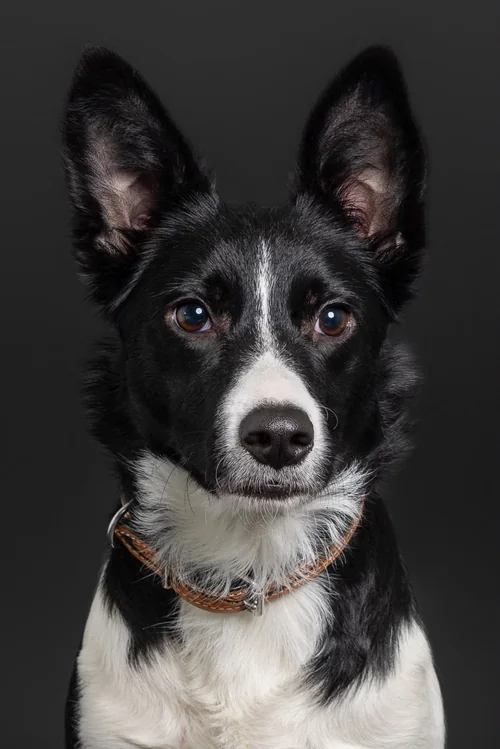 Reese, schwarzweisser Border Collie, Kopfporträt mit Stehohren